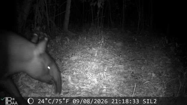 Tapir tertangkap kamera trap.(Foto: Humas Kemenhut)
