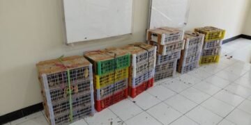 Petugas mengamankan 190 ekor burung, terdiri atas 186 ekor Cucak Cica Daun Besar dan 4 ekor Merbah Belukar yang dikemas dalam boks plastic di Pelabuhan Jamrud Surabaya.(Foto: Humas Kemenhut)