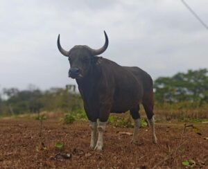 Banteng Jawa.(Foto: Humas Kemenhut)