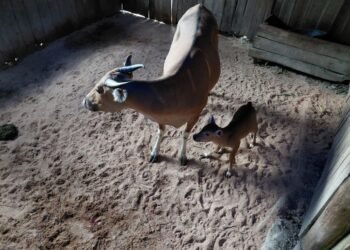 Seekor anak Banteng Jawa (Bos javanicus) berjenis kelamin jantan lahir di Pusat Reintroduksi Banteng Jawa Pangandaran (Purbajapa), Cagar Alam Pananjung Pangandaran, Kabupaten Pangandaran, Jawa Barat.(Foto: Kemenhut/BKSDA Jabar)