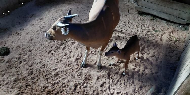 Seekor anak Banteng Jawa (Bos javanicus) berjenis kelamin jantan lahir di Pusat Reintroduksi Banteng Jawa Pangandaran (Purbajapa), Cagar Alam Pananjung Pangandaran, Kabupaten Pangandaran, Jawa Barat.(Foto: Kemenhut/BKSDA Jabar)