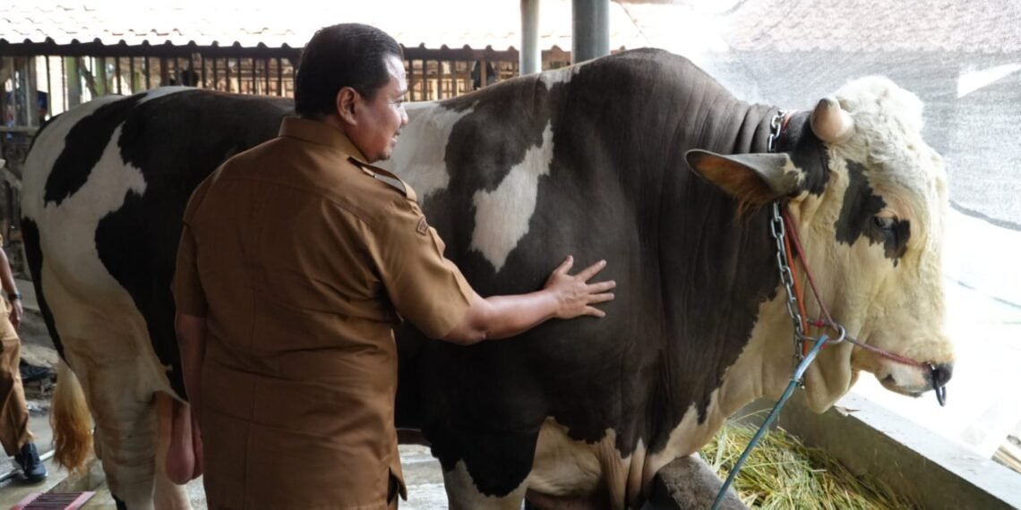 Bupati Sumedang Dony Ahmad Munir dan sapi juara bernama Robinhood.(Foto: Diskominfo Kab. Sumedang)