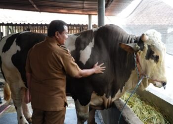 Bupati Sumedang Dony Ahmad Munir dan sapi juara bernama Robinhood.(Foto: Diskominfo Kab. Sumedang)