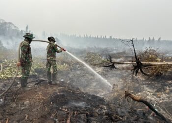 Foto : Tim gabungan terus berupaya melakukan pemadaman dan pendinginan agar tidak ada bara api yang tersisa khususnya di lahan gambut yang berada di wilayah Kabupaten Ketapang, Provinsi Kalimantan Barat, pada Senin (26/10) (Tim satgas darat Kalimantan Barat)