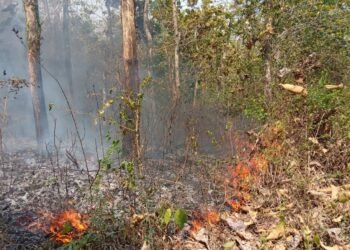 Kondisi lahan yang terbakal terjadi di Desa Kawung, Kecamatan Gesi, Kabupaten Sragen, Jawa Tengah pada Kamis (8/10). (Foto: BPBD Kabupaten Sragen)