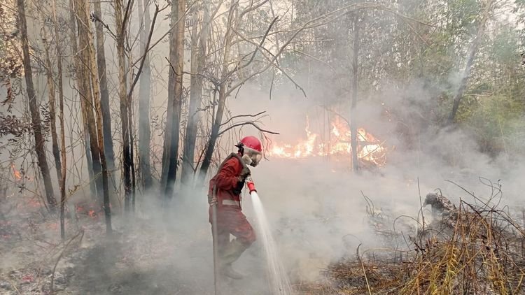 Kebakaran hutan dan lahan (karhutla).(Foto: Humas Kemenhut)