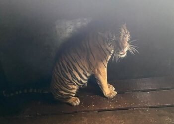 Harimau Sumatera.(Foto: Humas Kemenhut)