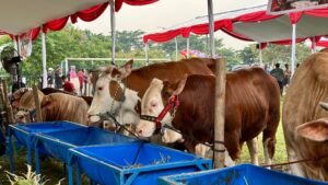 Pemkab Bogor dan APPSI gelar Kontes Sapi APPSI Piala Presiden 2026 di Lapangan Panahan Gelora Pakansari, Cibinong, Sabtu (3/10).(Foto: Diskominfo Kab. Bogor)