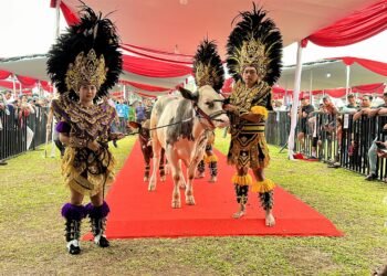 Pemkab Bogor dan APPSI gelar Kontes Sapi APPSI Piala Presiden 2026 di Lapangan Panahan Gelora Pakansari, Cibinong, Sabtu (3/10).(Foto: Diskominfo Kab. Bogor)