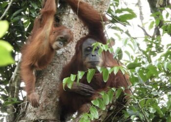 Orangutan penghuni Cagar Alam Jantho Provinsi Aceh.(Foto: Humas Kemenhut)