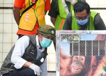 Menteri Kehutanan Raja Juli Antoni meninjau Rocky, orangutan Sumatera (Pongo abelii) yang menjadi korban perdagangan ilegal satwa liar lintas negara dari India ke Indonesia.(Foto: Humas Kemenhut)