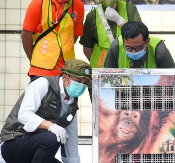 Menteri Kehutanan Raja Juli Antoni meninjau Rocky, orangutan Sumatera (Pongo abelii) yang menjadi korban perdagangan ilegal satwa liar lintas negara dari India ke Indonesia.(Foto: Humas Kemenhut)