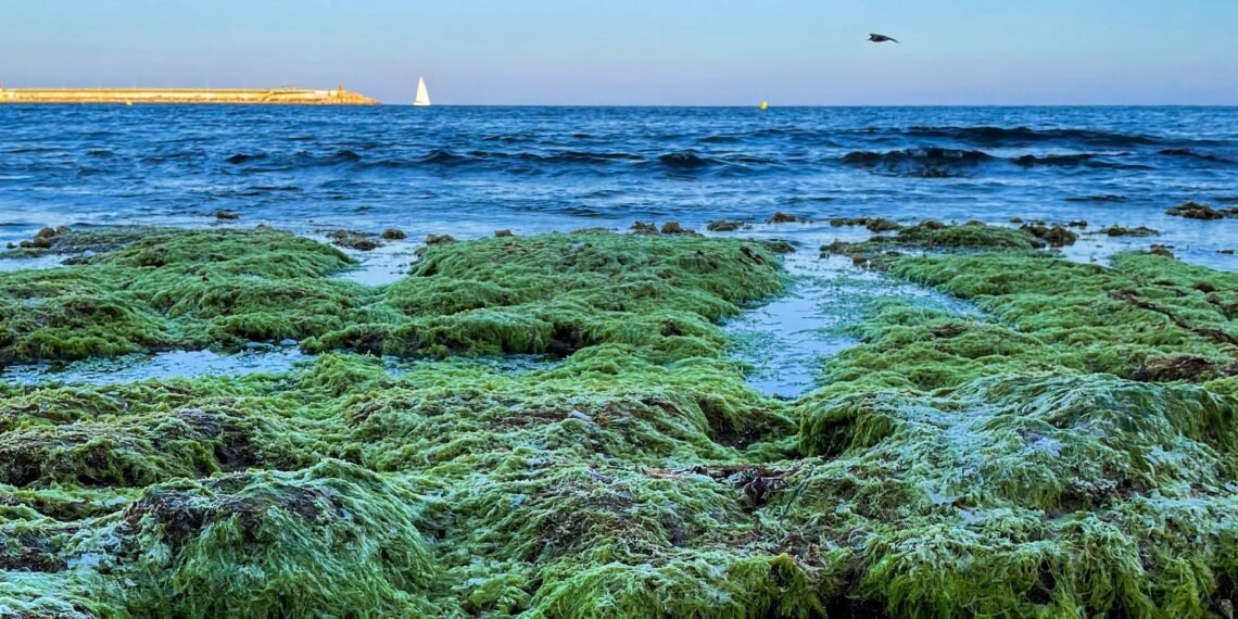 Rumput Laut.(Pexels)