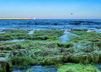 Rumput Laut.(Pexels)