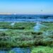 Rumput Laut.(Pexels)