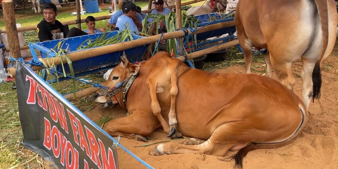 Sapi kaki enam ras Madura milik TKT Farm Boyolali yang berhasil meraih Juara I pada kelas sapi unik.(Foto: Humas Pemkab Bogor)
