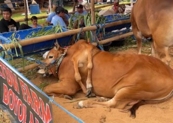 Sapi kaki enam ras Madura milik TKT Farm Boyolali yang berhasil meraih Juara I pada kelas sapi unik.(Foto: Humas Pemkab Bogor)