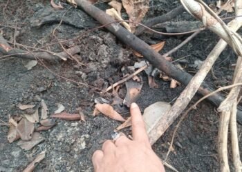 Temuan tengkorak yang diduga berasal dari orangutan Kalimantan (Pongo pygmaeus).(Foto: Humas Kemenhut)