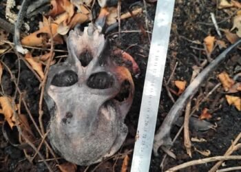 Tengkorak Orangutan Kalimantan (Pongo pygmaeus) ditemukan di areal High Conservation Value (HCV) perkebunan kelapa sawit milik PT. KAL di Kabupaten Ketapang, Provinsi Kalimantan Barat.(Foto: Dok. Humas Kemenhut)