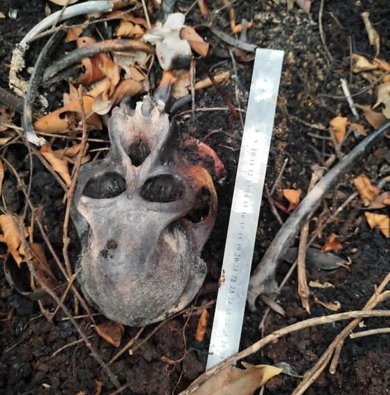 Tengkorak Orangutan Kalimantan (Pongo pygmaeus) ditemukan di areal High Conservation Value (HCV) perkebunan kelapa sawit milik PT. KAL di Kabupaten Ketapang, Provinsi Kalimantan Barat.(Foto: Dok. Humas Kemenhut)
